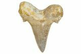 Serrated Sokolovi (Auriculatus) Shark Tooth - Dakhla, Morocco #249682-1